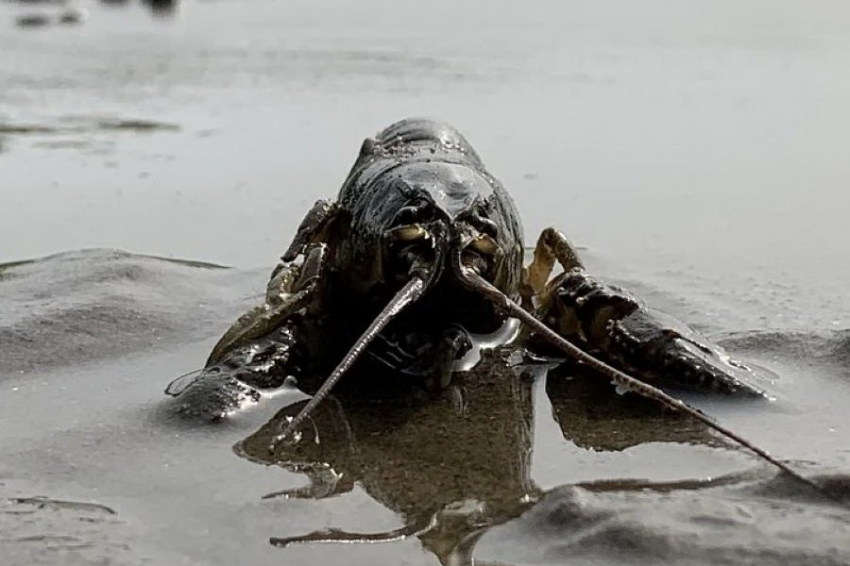 Биологи выявили неожиданного обитателя в водах карельского водохранилища.