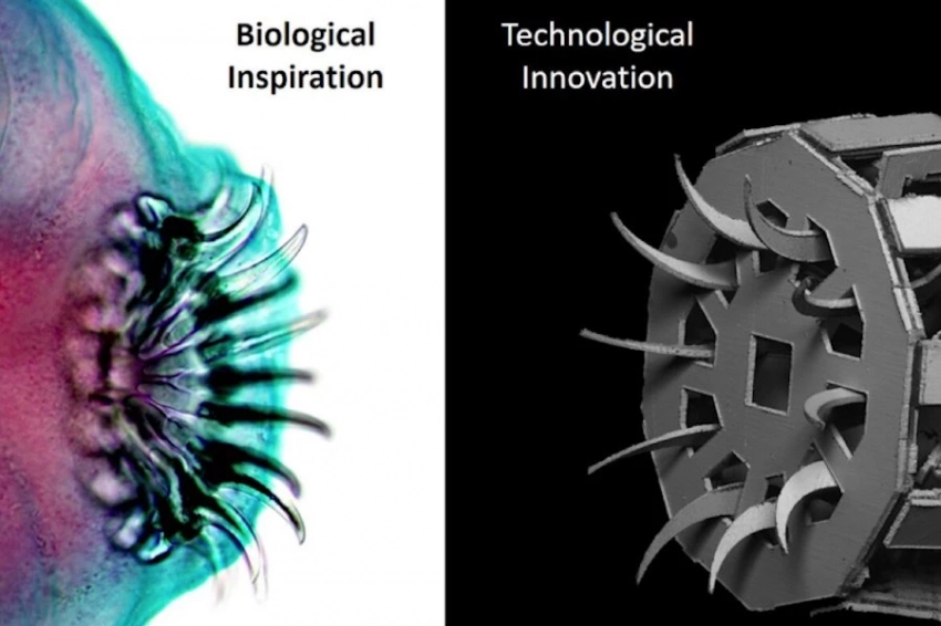Черви-паразиты вдохновили учёных на создание медицинских устройств