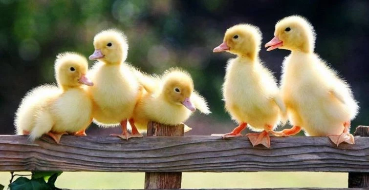 День комплиментов отметят во всем мире 1 марта 2025 года